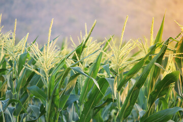 beautiful corn field in the morning with the morning sun