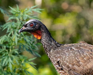 A large bird perched on a tree in the middle of the woods