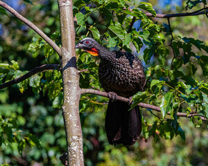 A large bird perched on a tree in the middle of the woods