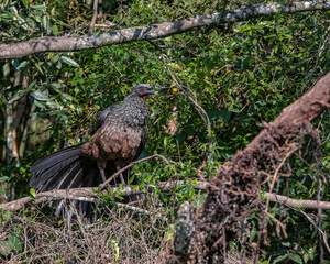 Fototapeta premium A large bird perched on a tree in the middle of the woods