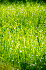 Lawn green grass close up bokeh background