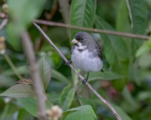 A songbird perched on a tree branch looking for food