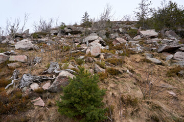 beautiful mountain landscape with trees and rocks on the hornisgrinde