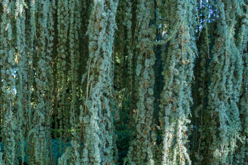 Hanging branches Cedrus atlantica (Glauca pendula) as background