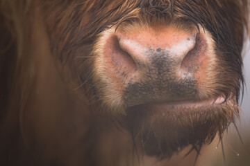 Close-up detail of a highland cow bull (bos taurus taurus) or hairy coo nose, mouth, nostrils and snout on a wet rainy day at Loch Awe in the Scottish Highlands, Scotland. - obrazy, fototapety, plakaty