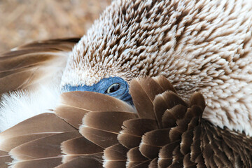blue footed booby keeping an eye out