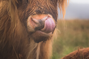 Close-up detail of a highland cow bull (bos taurus taurus) or hairy coo sticking a tongue up its nostril on a wet rainy day at Loch Awe in the Scottish Highlands, Scotland. - obrazy, fototapety, plakaty