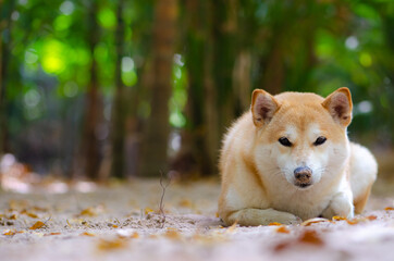 Cute Japanese dog Shiba Inu sleeping on ground,close-up,select focus.