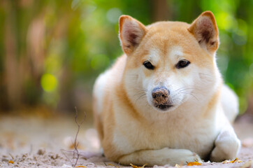 Cute Japanese dog Shiba Inu sleeping on ground,close-up,select focus.