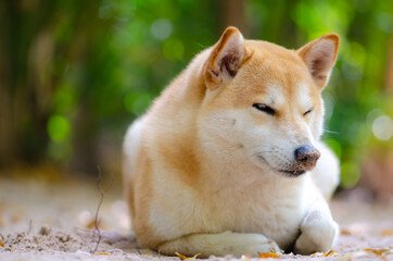 Cute Japanese dog Shiba Inu sleeping on ground,close-up,select focus.