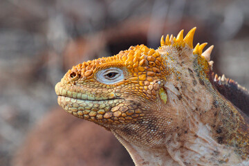 Yellow iguana head close up