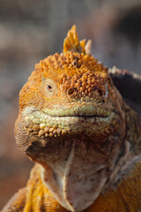 Yellow iguana on one of the Galapagos Islands 