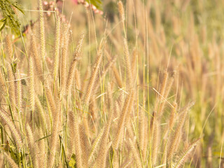 grass field with sunset light.