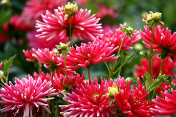 In a flower bed a considerable quantity of flowers dahlias with petals in various tones of red color.