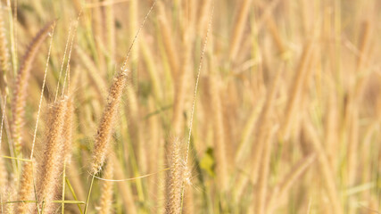 grass field with sunset light.