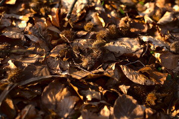 Fagus sylvatica -Pretty Beech nuts, seeds and leaves , lying on the forest floor in Autumn.