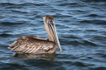 Brown Pelican Floating In Ocean, Side View
