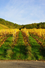 gelbe Weinstöcke im Herbst in einem Weinberg bei Enkirch an der Mosel
