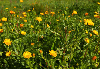 Obraz premium allegro prato pieno di fiorellini gialli