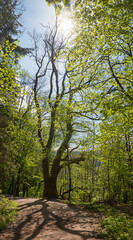 sunny walkway in the vernal deciduous wood