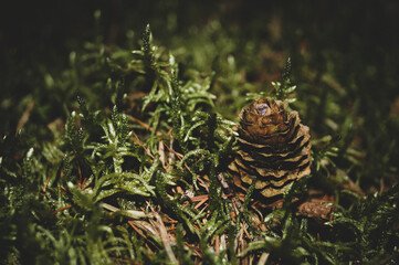 pine cone in autumn