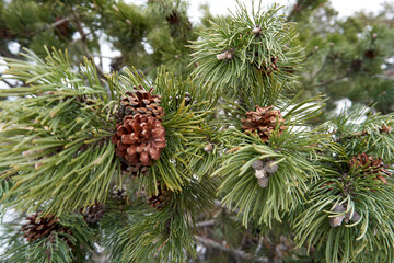 close up of pine cones and branches