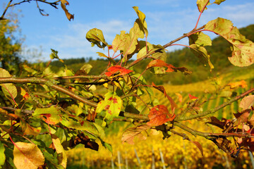 bunter Apfelbaumzweig im Herbst vor Weinbergen
