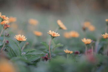 beautiful tiny flowers along the sidewalk