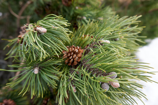 close up of pine cones and branches