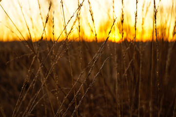 Sunset Grain Yellow