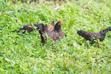 chickens in the grass