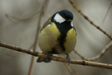 titmouse