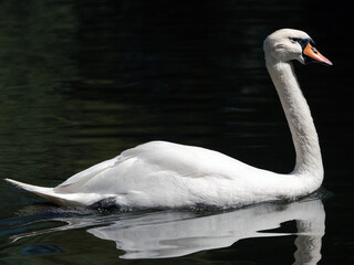 swan on the lake
