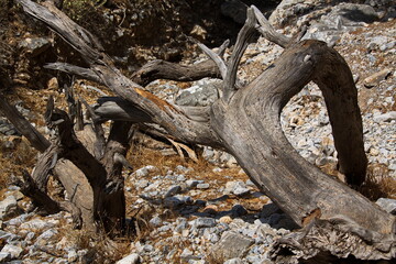 Dead tree in Imbros Gorge on Crete in Greece, Europe
