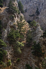 Trees in Imbros Gorge on Crete in Greece, Europe
