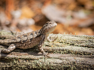Small lizard on wood