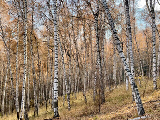 View of the birch goranrove on the slope of the mountain. Autumn landscape