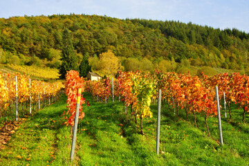 gelb roter Weinberg im Herbst bei Burg an der Mosel
