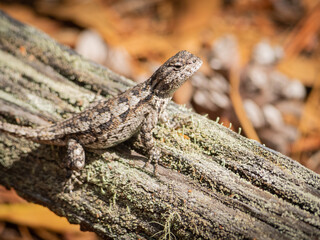 Small lizard on wood
