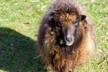 Fototapeta premium Mouton noir de Bretagne en gros plan 