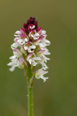 Beautiful white and purple inflorescence of the burnt orchid, Neotinea ustulata blooming in Swedish nature on the island of Gotland 