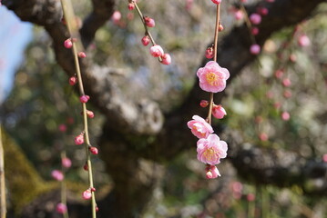 梅の花