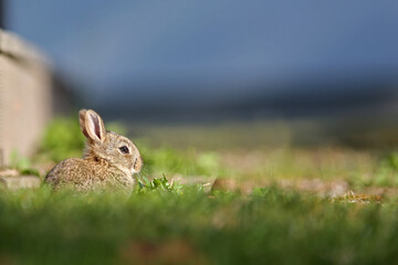 Young wild rabbit sitting in the grass at Gotland, Sweden, Europe
