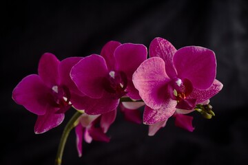 blooming orchids on a black 