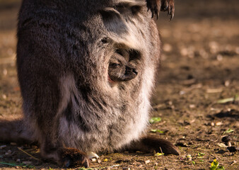 Nahaufnahme eines Känguru Baby welches neugierig aus dem Beutel der Mutter blickt und sich die Sonne in das Gesicht scheinen lässt
