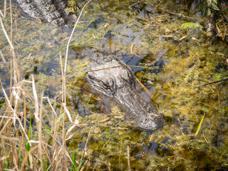 Alligator in swamp