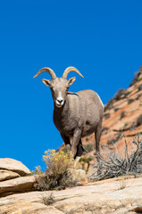 Serious goat on the mountain