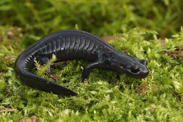 Closeup of a fully black subadult Odaigahara salamander, Hynobius boulengeri endemic to Japan, on green moss