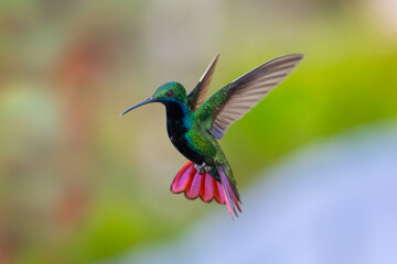 A Black-throated Mango hummingbird (Anthracothorax nigricollis) hovering with his tail spread and smooth background. wildlife in nature. Bird in flight. Hummingbird in garden
