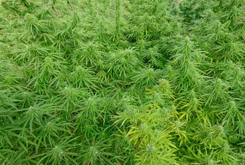 Female cannabis bush growing in the field, buds flowering